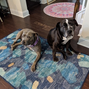 The Smith-Brady Pack